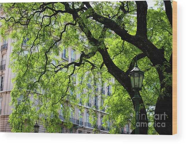 Buenos Aires Wood Print featuring the photograph Plaza San Martin by Wilko van de Kamp Fine Photo Art