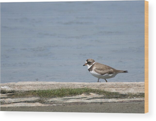 Laurie Lago Rispoli Wood Print featuring the photograph Plover by Laurie Lago Rispoli