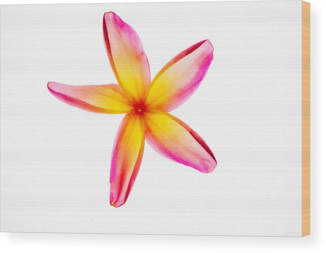 Photograph Wood Print featuring the photograph Plumerias in Bloom 8 by John A Rodriguez