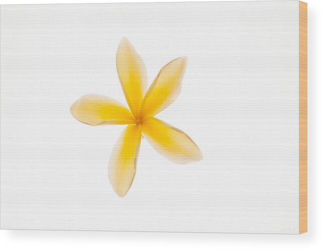 Photograph Wood Print featuring the photograph Plumerias in Bloom 9 by John A Rodriguez