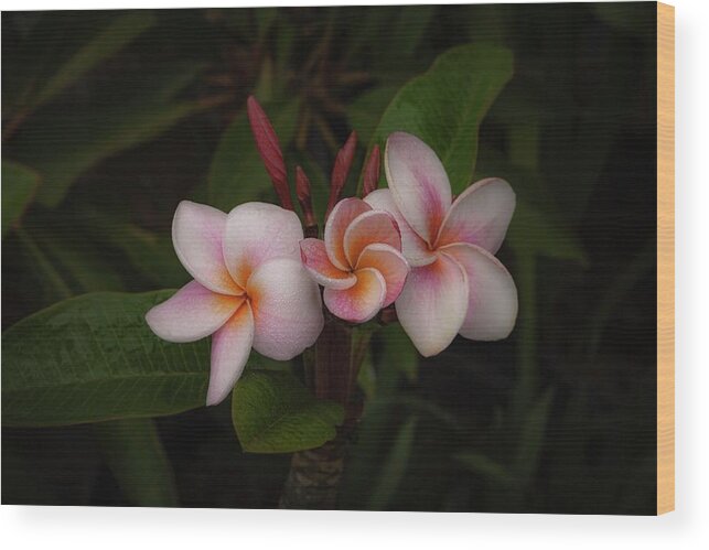 Photographs Wood Print featuring the photograph Plumerias In Bloom by John A Rodriguez