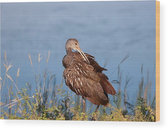 Limpkins Wood Print featuring the photograph Pluming Limpkin by Mingming Jiang