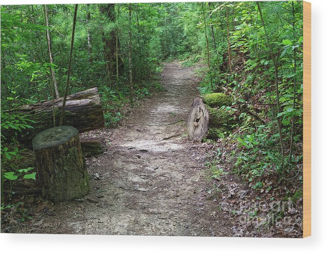 Obed Wood Print featuring the photograph Point Trail At Obed 14 by Phil Perkins