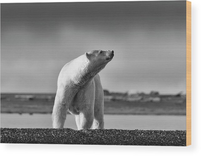 Arctic Wood Print featuring the photograph Polar Bear by Scott Slone