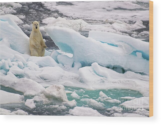 Polar Bear Wood Print featuring the photograph Polar Bear Standing Upright on Blue Iceberg in Arctic near Svalbard by Tom Schwabel