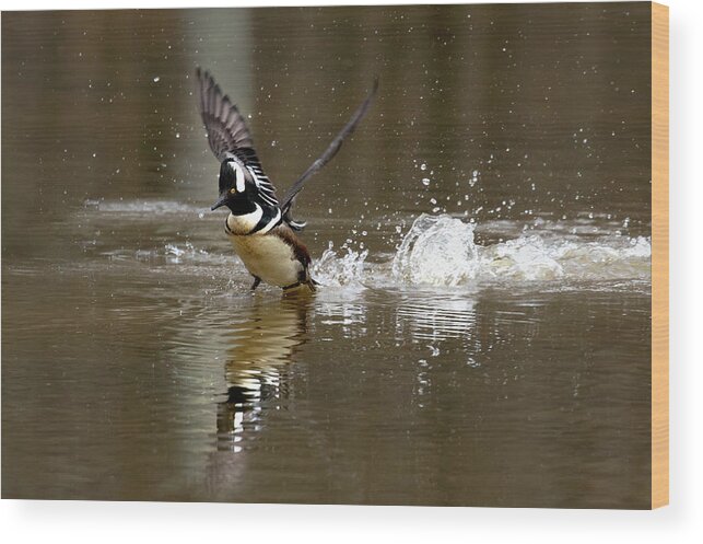 Duck Wood Print featuring the photograph Pond Skipping by Art Cole