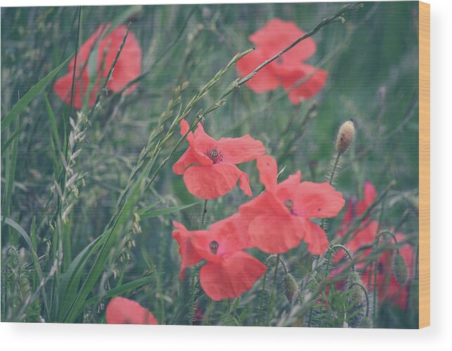 Poppies Wood Print featuring the photograph Poppies in a field by Andrew Lalchan