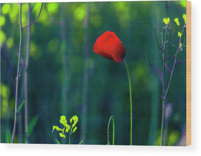 Bulgaria Wood Print featuring the photograph Poppy by Evgeni Dinev