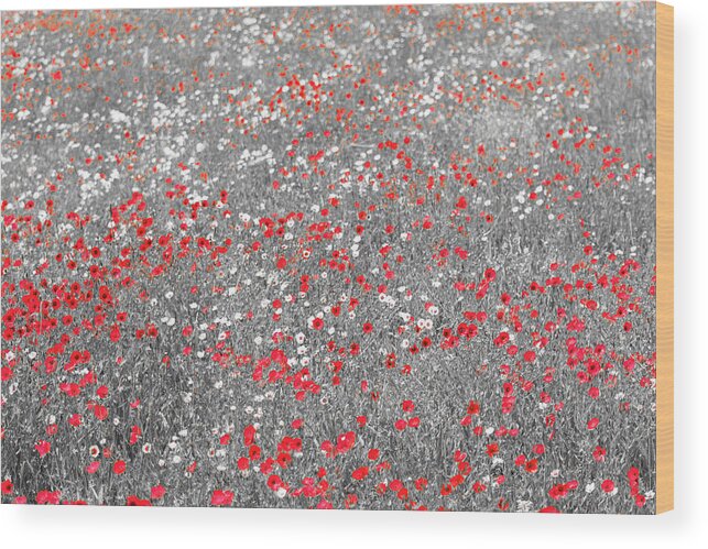 Poppies Wood Print featuring the photograph Poppy Field by Stuart Allen