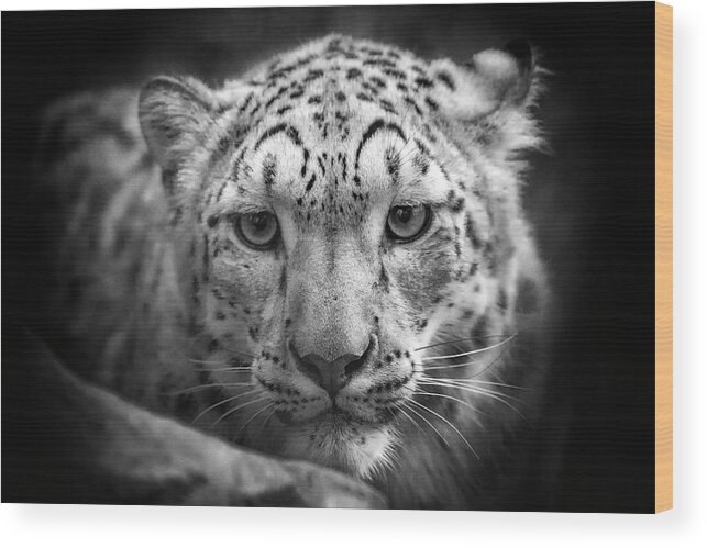 Snow Leopard Wood Print featuring the photograph Portrait of a Snow Leopard - b/w by Chris Boulton