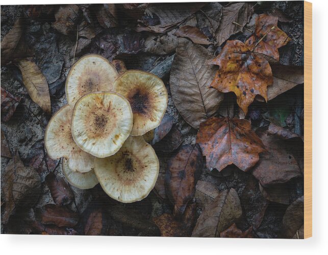Potato Chips In The Forest Wood Print featuring the photograph Potato Chips in the Forest? by Todd Henson