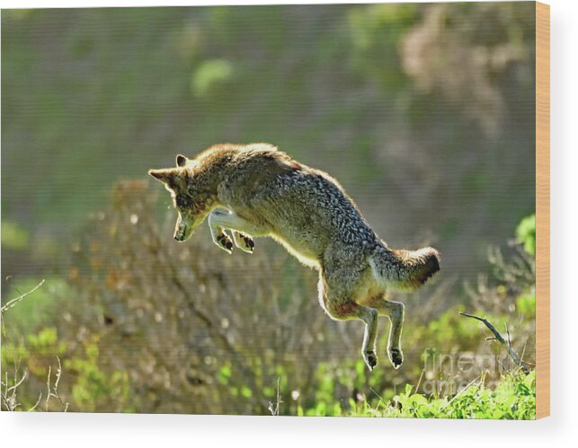 Coyote Wood Print featuring the photograph Pouncing Coyote by Amazing Action Photo Video