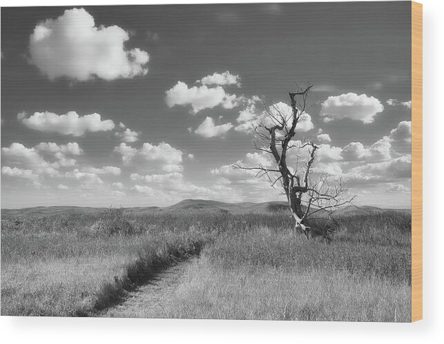 Landsape Wood Print featuring the photograph Prairie Path and Tree by Allan Van Gasbeck