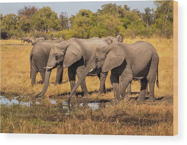 African Elephant Wood Print featuring the photograph Precious Water For Elephants by Elvira Peretsman
