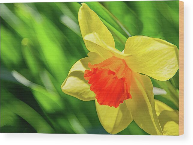 Daffodils Wood Print featuring the photograph Precocious Daffodil by Marcy Wielfaert
