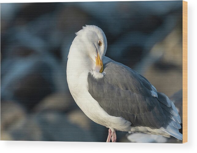 Adult Gull Wood Print featuring the photograph Preening Western Gull by Robert Potts