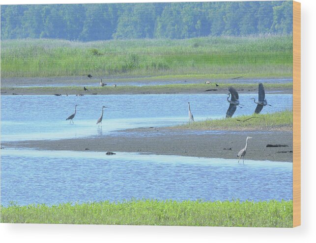 Great Heron Wood Print featuring the photograph Prehistoric #1 by Addison Likins