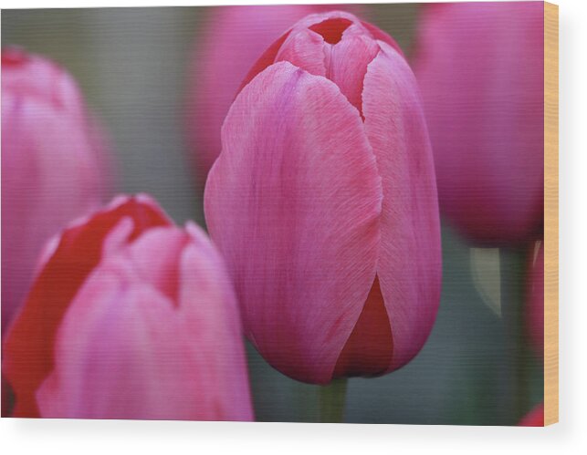 Tulip Wood Print featuring the photograph Pretty in Pink by Mary Anne Delgado