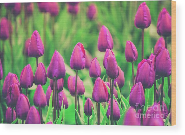 Tulips Wood Print featuring the photograph Pretty Purple by Dheeraj Mutha