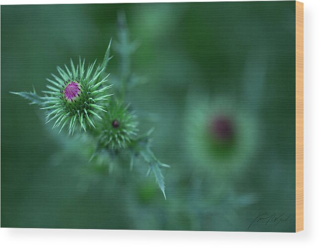 Thistle Wood Print featuring the photograph Prickly by Jane Melgaard