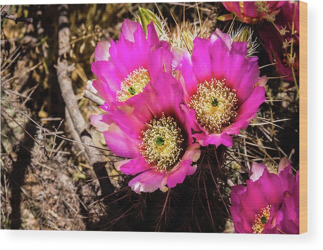Canyon Wood Print featuring the photograph Prickly pear cactus flowers by Craig A Walker