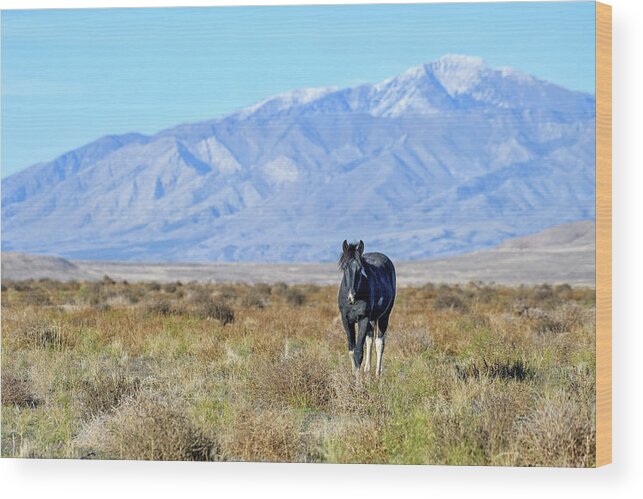 Horse Wood Print featuring the photograph Princess Valentina by Fon Denton