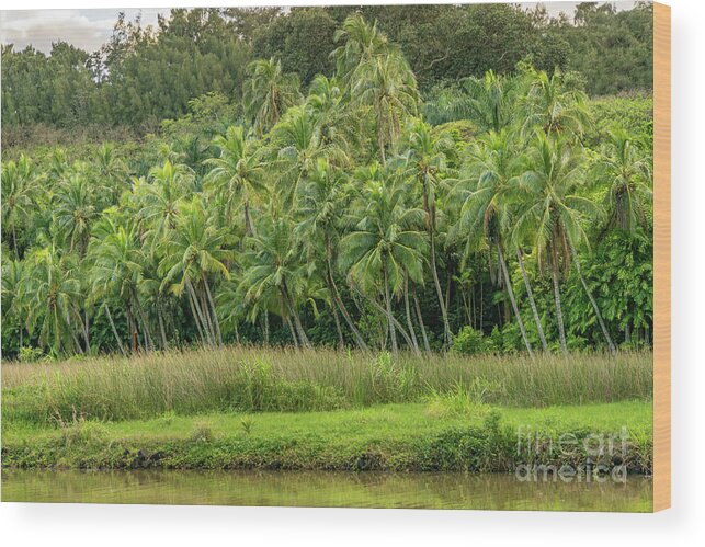 Hawaii Wood Print featuring the photograph Private Palm Tree Garden by Nancy Gleason