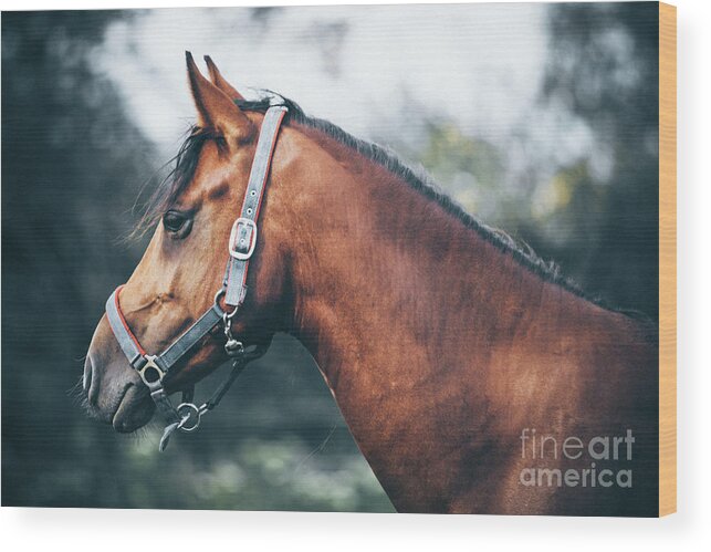 Horse Wood Print featuring the photograph Profile view of a brown horse by Dimitar Hristov