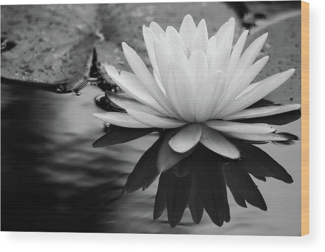 Water Lily Wood Print featuring the photograph Promise of Purity by Mary Anne Delgado