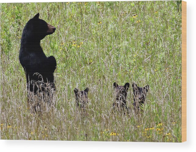 Tennessee Wood Print featuring the photograph Protective Black Bear by Jennifer Robin