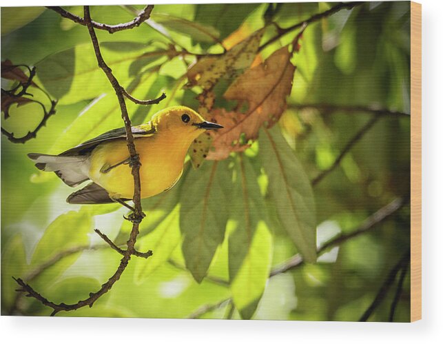 Bird Wood Print featuring the photograph Prothonotary Warbler 2 by Bob Decker