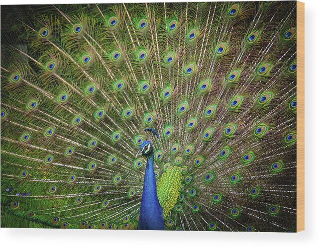 Peacock Wood Print featuring the photograph Proud Peacock by Louise Tanguay