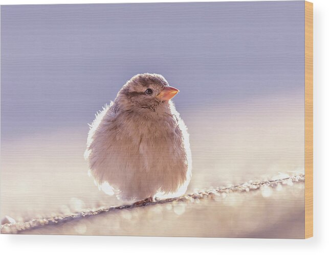 Sparrow Wood Print featuring the photograph Puff Ball - House Sparrow by Roeselien Raimond