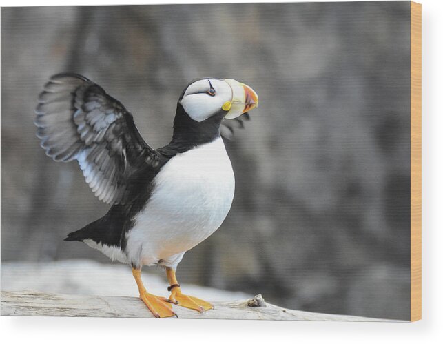Wildlife Wood Print featuring the photograph Puffin prepares for flight by Ed Stokes