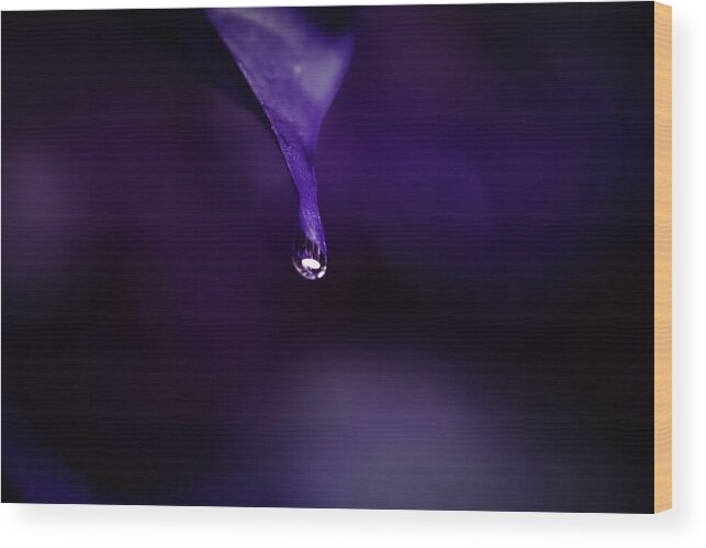 Macro Photography Art Wood Print featuring the photograph Purple Bougainvilla Leaf by Gian Smith