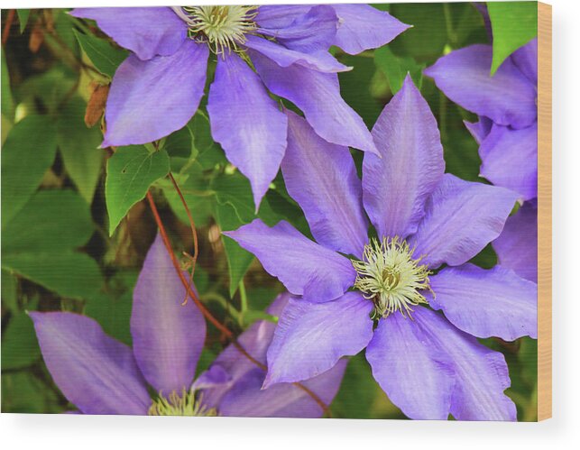 Purple Color Wood Print featuring the photograph Purple Clematis by Scott Burd