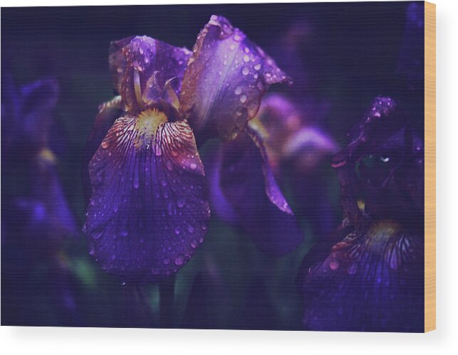 Iris Wood Print featuring the photograph Purple Iris in the Rain by Toni Hopper