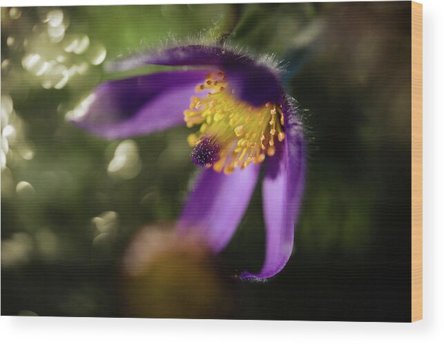  Wood Print featuring the photograph Purple Love by Nicole Engstrom