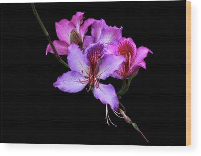 Orchid Wood Print featuring the photograph Purple Orchids by Shane Bechler