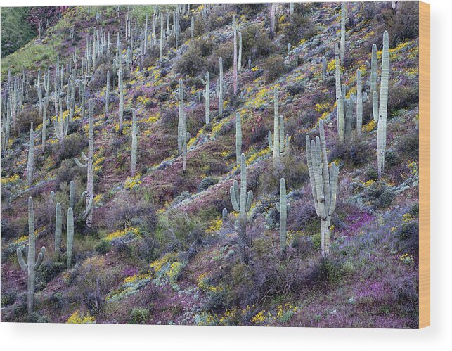 Saguaro Cactus Wood Print featuring the photograph Purple Owls Clover with Saguaro Cactus Hillside by Dave Dilli