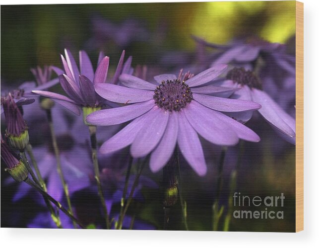 Purple Wood Print featuring the photograph Purple Petals by Kimberly Furey