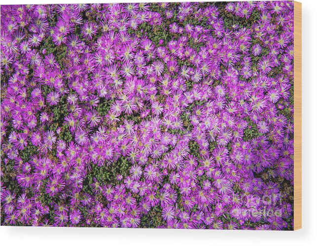 Ca Route 1 Wood Print featuring the photograph Purplish Pinkish Blooms by David Levin