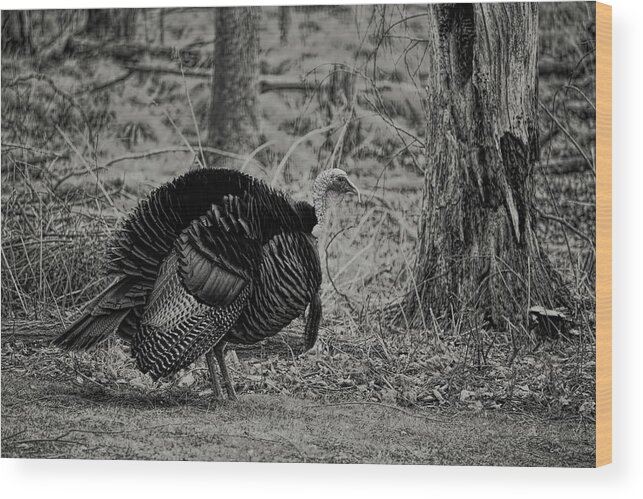 Wild Turkey Wood Print featuring the photograph Quarter Strut Tom BW by Dale Kauzlaric