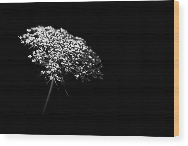 Queen Annes Lace Wood Print featuring the photograph Queen Anne's Lace by Holly Ross