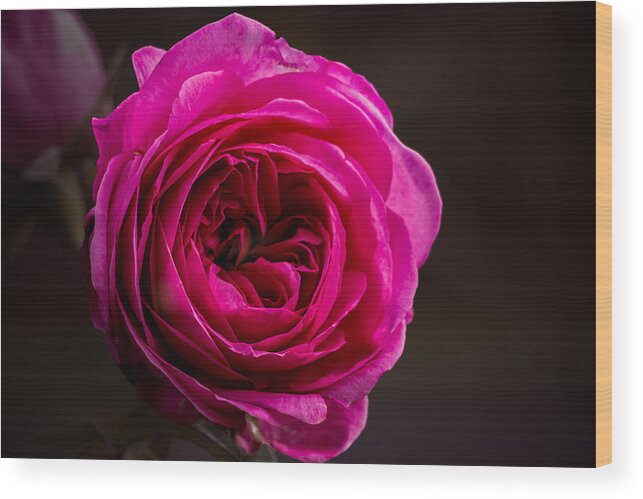 Rose Wood Print featuring the photograph Quiet Man Rose by Carrie Hannigan
