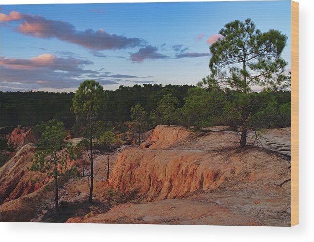 Forest Wood Print featuring the photograph Quiet Pine Trees at Twilight in Algarve by Angelo DeVal