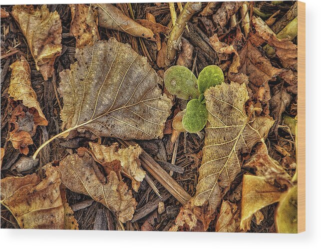 Autumn Wood Print featuring the photograph Quietly Fading Away by Steve Sullivan