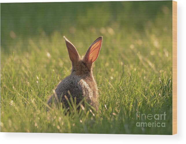Rabbit Wood Print featuring the photograph Rabbit in the Sunshine by Lorraine Cosgrove