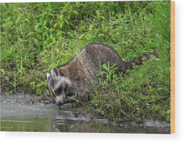 Raccoon Wood Print featuring the photograph Raccoon Washing by Fon Denton