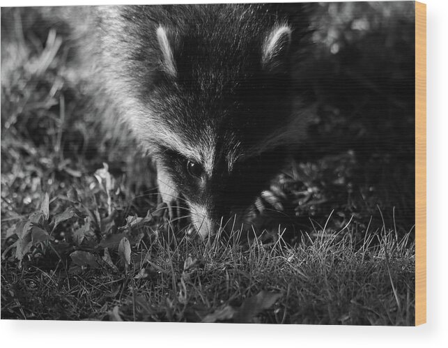 Racoon Wood Print featuring the photograph Racoon by Brook Burling